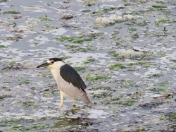 Black-crowned Night-Heron